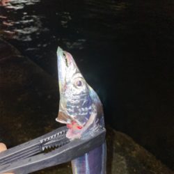 タチウオ調査！須磨