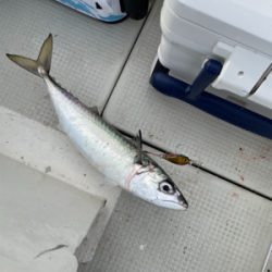 明石沖ジギング