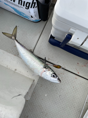 明石沖ジギング