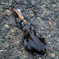 秋イカエギング