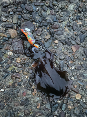 秋イカエギング
