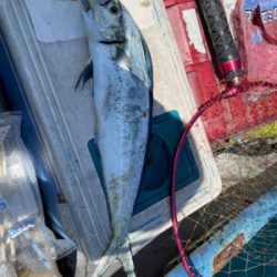 ボート　ジギング&タイラバ &エギング