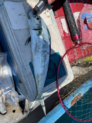 ボート　ジギング&タイラバ &エギング