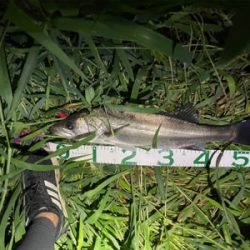 荒川シーバス連発