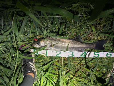 荒川シーバス連発