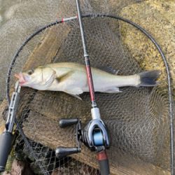 シーバス釣行