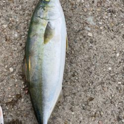 ショアジギング