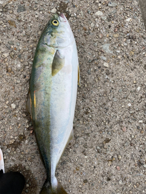 ショアジギング