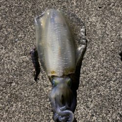 エギング時々シーバス