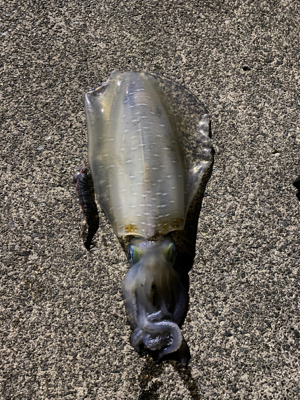 エギング時々シーバス