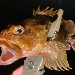 久々の釣行、癒しのガッシー