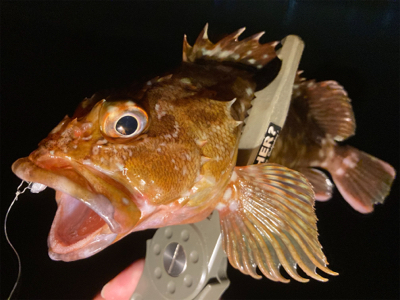 久々の釣行、癒しのガッシー