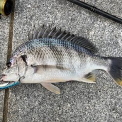 無限小鯖が消えキビレ。。