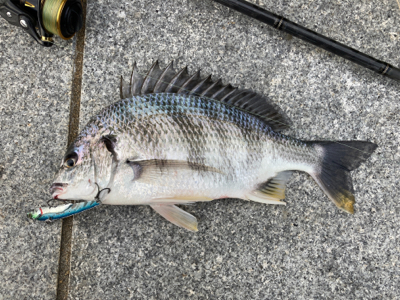 無限小鯖が消えキビレ。。