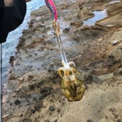 シーズン満喫、一週間で新子サイズアップ？