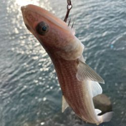 ショアジギング