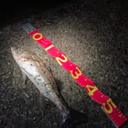 着水と同時に食ってきた！