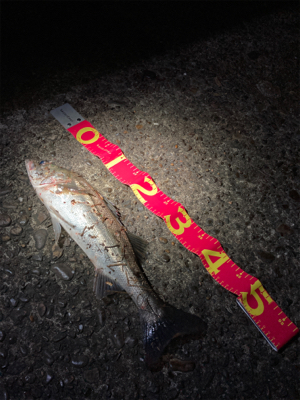 着水と同時に食ってきた！