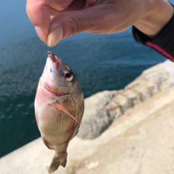 チヌのフカセ釣りの真似事(´ω｀）ﾄﾎﾎ…