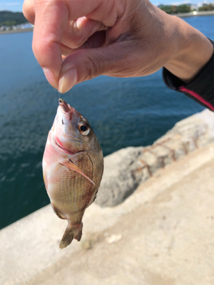 チヌのフカセ釣りの真似事(´ω｀）ﾄﾎﾎ…