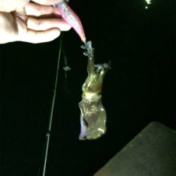 イカ釣り