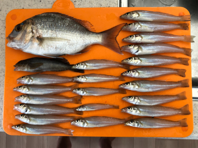 久しぶりの砂浜からの投げ釣りです。