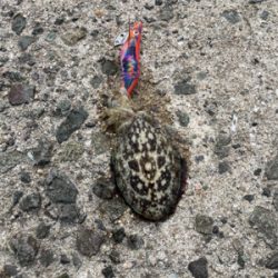 秋イカ調査〜御崎漁港〜