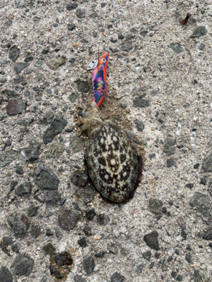 秋イカ調査〜御崎漁港〜