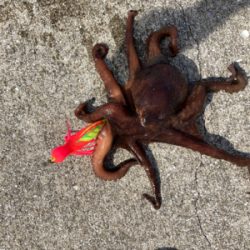 ⭐︎タコが本命