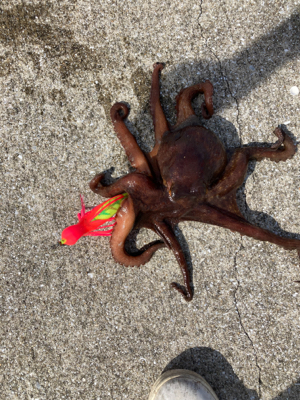 ⭐︎タコが本命