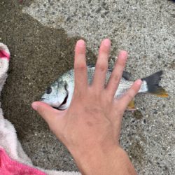 今シーズン初タチ