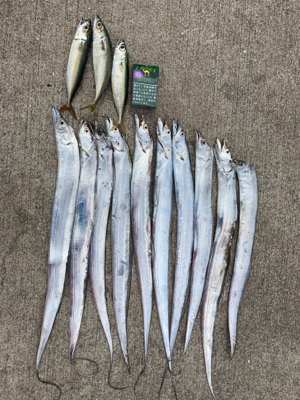 大阪南港タチウオゲーム開幕‼…