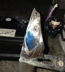 タチウオナイト