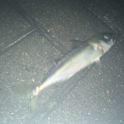 サバング?サバリング?サバゲー?