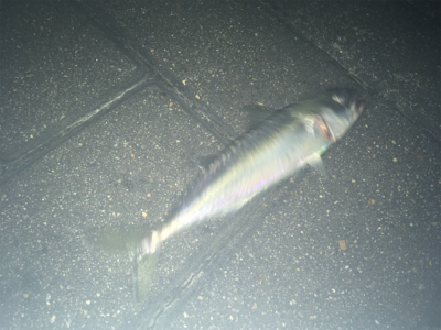 サバング?サバリング?サバゲー?