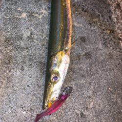 またもやカマス