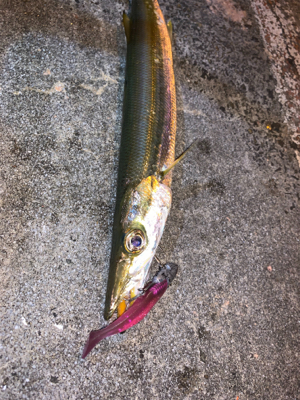 またもやカマス