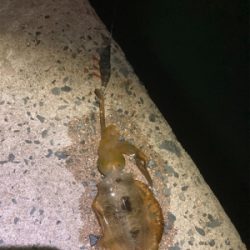 今年初エギング