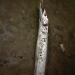 ぼちぼち刀狩り