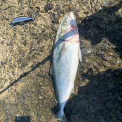 ショアプラッキング ブリ(ワラサ) トライデント150