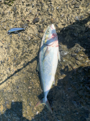 ショアプラッキング　ブリ(ワラサ) トライ…