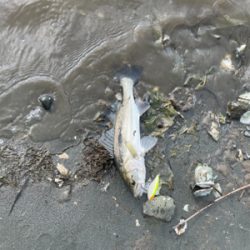 小さいのがかなり入ってる