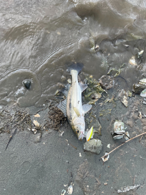 小さいのがかなり入ってる