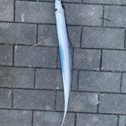 ついにタチウオ開幕