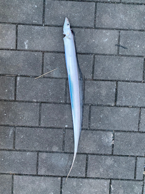 ついにタチウオ開幕