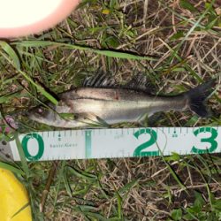 荒川　シーバス