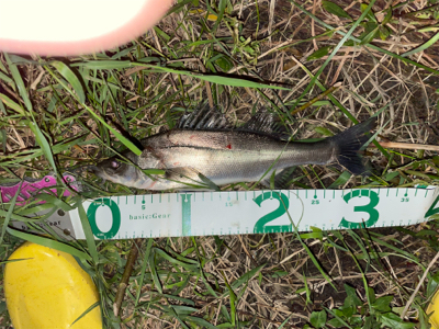 荒川　シーバス