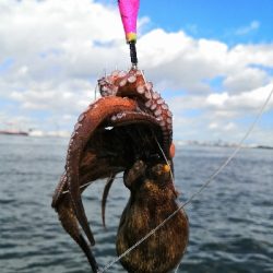 雨上がりでタコ