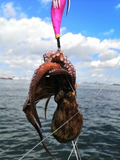 雨上がりでタコ