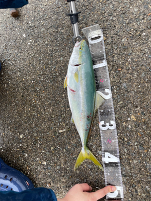 ショアジギング